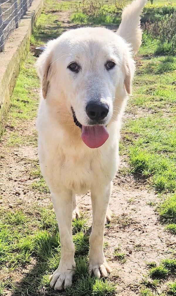 PERCHE' NESSUNO CHIEDE DI SONNY?ADOTTABILE IN TUTTA ITALIA! Foto 3