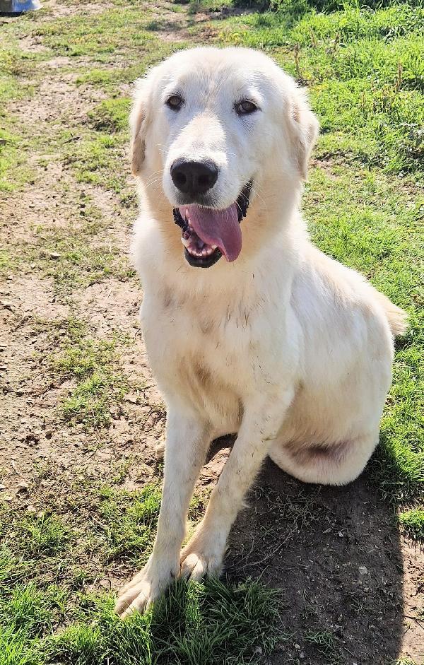 PERCHE' NESSUNO CHIEDE DI SONNY?ADOTTABILE IN TUTTA ITALIA! Foto 4