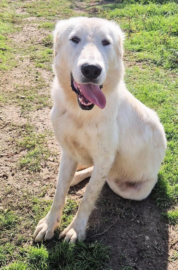 PERCHE' NESSUNO CHIEDE DI SONNY?ADOTTABILE IN TUTTA ITALIA! Foto 5