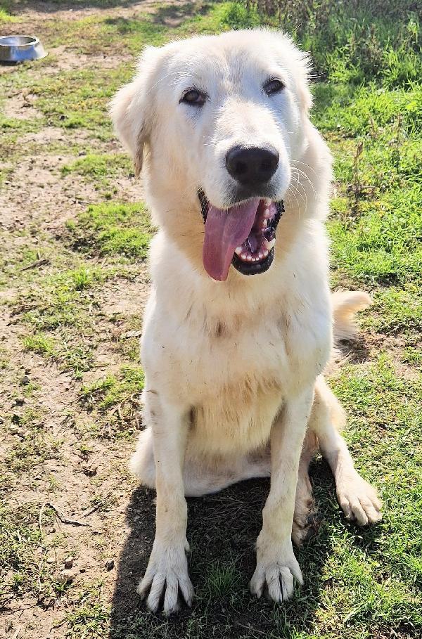 PERCHE' NESSUNO CHIEDE DI SONNY?ADOTTABILE IN TUTTA ITALIA! Foto 8