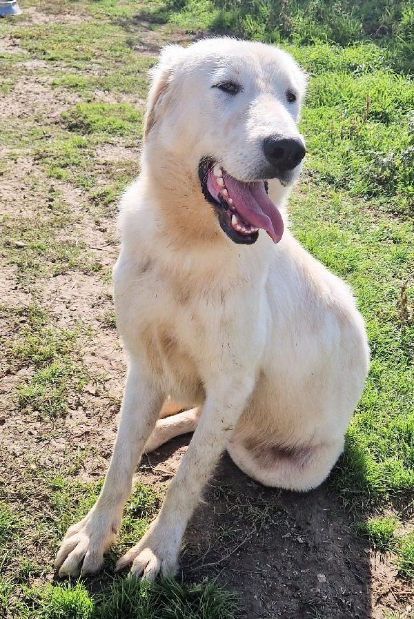 PERCHE' NESSUNO CHIEDE DI SONNY?ADOTTABILE IN TUTTA ITALIA! Foto 9