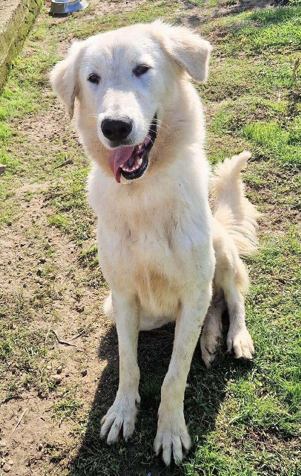 PERCHE' NESSUNO CHIEDE DI SONNY?ADOTTABILE IN TUTTA ITALIA! Foto 11