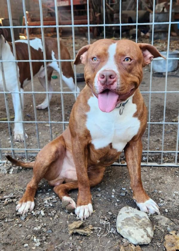 Drake Pitbull 20mesi e sorella URGENTE COSENZA Foto 5