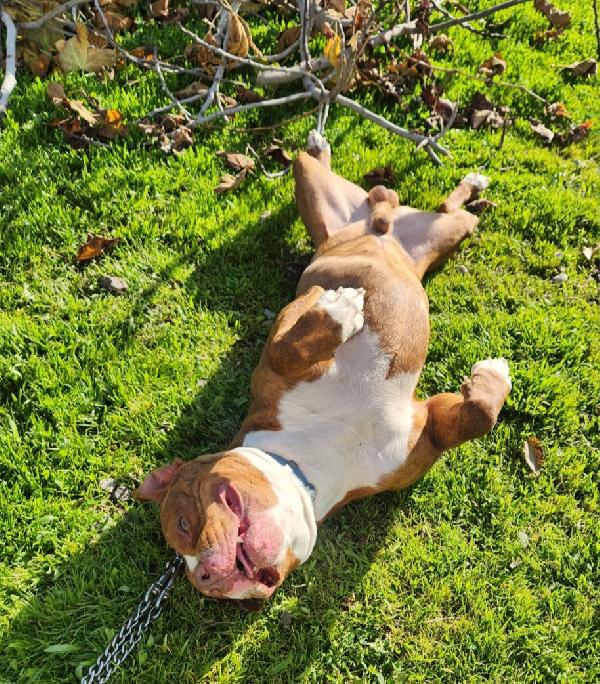 Drake Pitbull 20mesi e sorella URGENTE COSENZA Foto 6