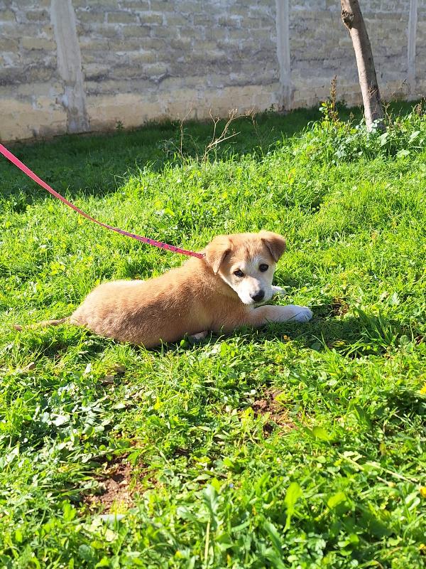 Heidi cerca casa  Foto 4