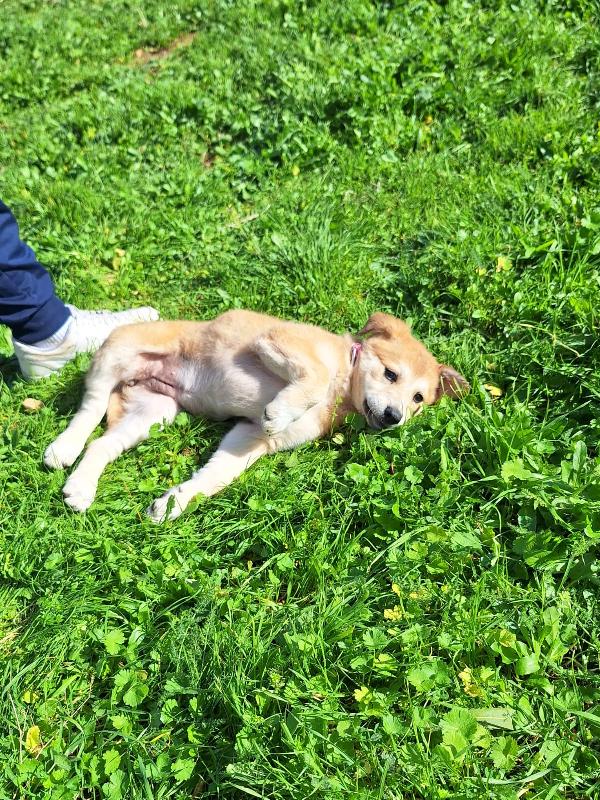 Heidi cerca casa  Foto 5