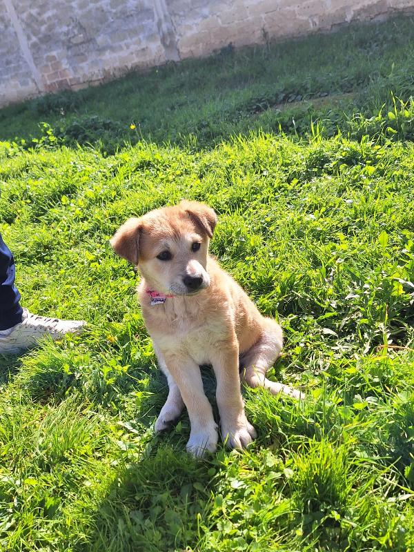 Heidi cerca casa  Foto 6