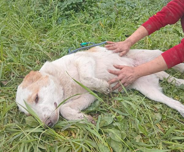 UNA MAMMA PER COOCKIE  Foto 4