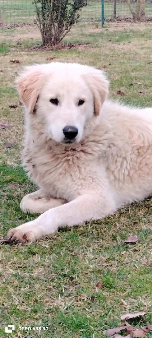 Peter maremanno di 10 mesi buonissimo cerca casa, Visibile a Fidenza Parma Foto 2