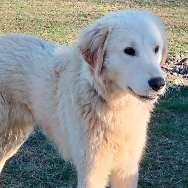Peter maremanno di 10 mesi buonissimo cerca casa, Visibile a Fidenza Parma Foto 3