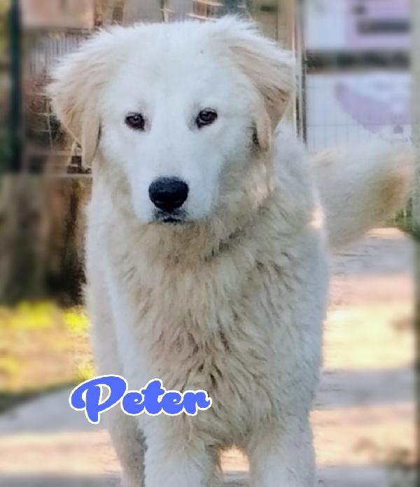 Peter Dolcissimo Maremmano Cucciolo Di 10 Mesi Cerca Casa Visibile A Fidenza Parma