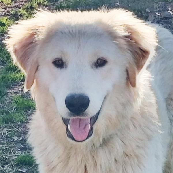 Peter dolcissimo maremmano cucciolo di 10 mesi cerca casa visibile a Fidenza Parma Foto 3