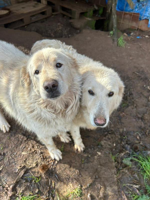 Biancone E Bianca: Splendidi Pastori Cercano Casa 
