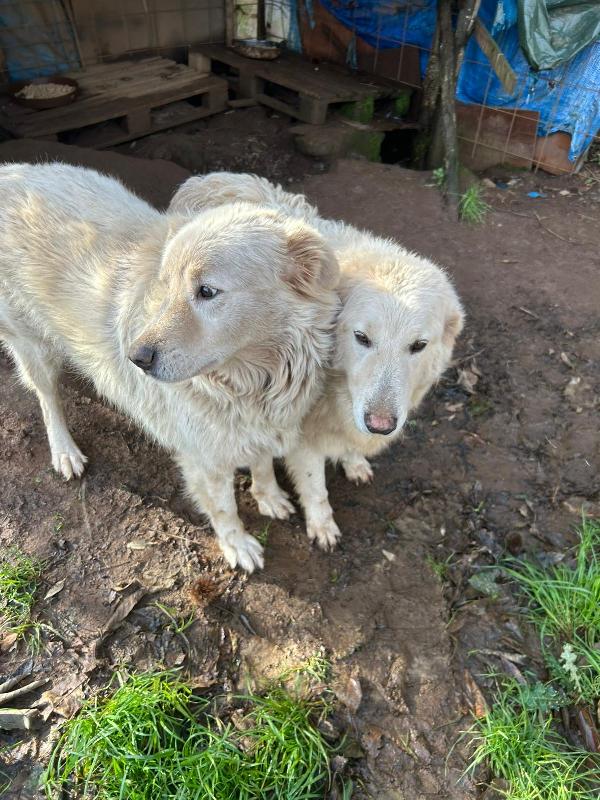 BIANCONE E BIANCA: SPLENDIDI PASTORI CERCANO CASA  Foto 2