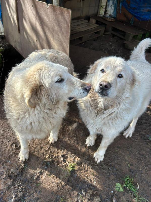 BIANCONE E BIANCA: SPLENDIDI PASTORI CERCANO CASA  Foto 3