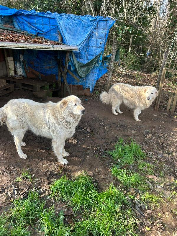 BIANCONE E BIANCA: SPLENDIDI PASTORI CERCANO CASA  Foto 5