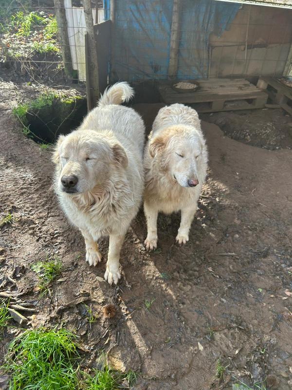 BIANCONE E BIANCA: SPLENDIDI PASTORI CERCANO CASA  Foto 7
