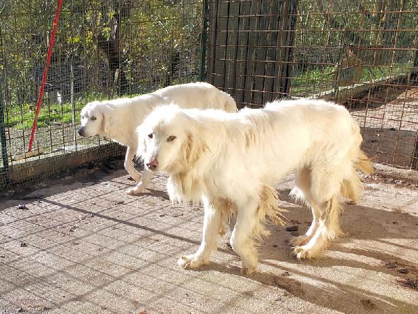 Mariella occhi chiari e naso rosa Foto 2