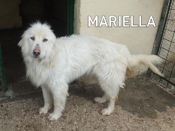 Mariella occhi chiari e naso rosa Foto 3