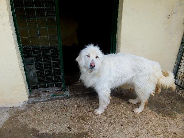 Mariella occhi chiari e naso rosa Foto 5