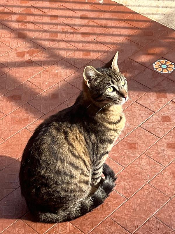 Caio: Micio Di 10 Mesi Cerca Famiglia