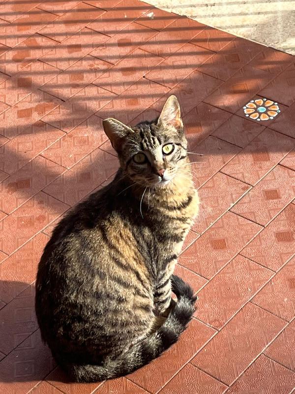 Caio: Micio Di 10 Mesi Cerca Famiglia