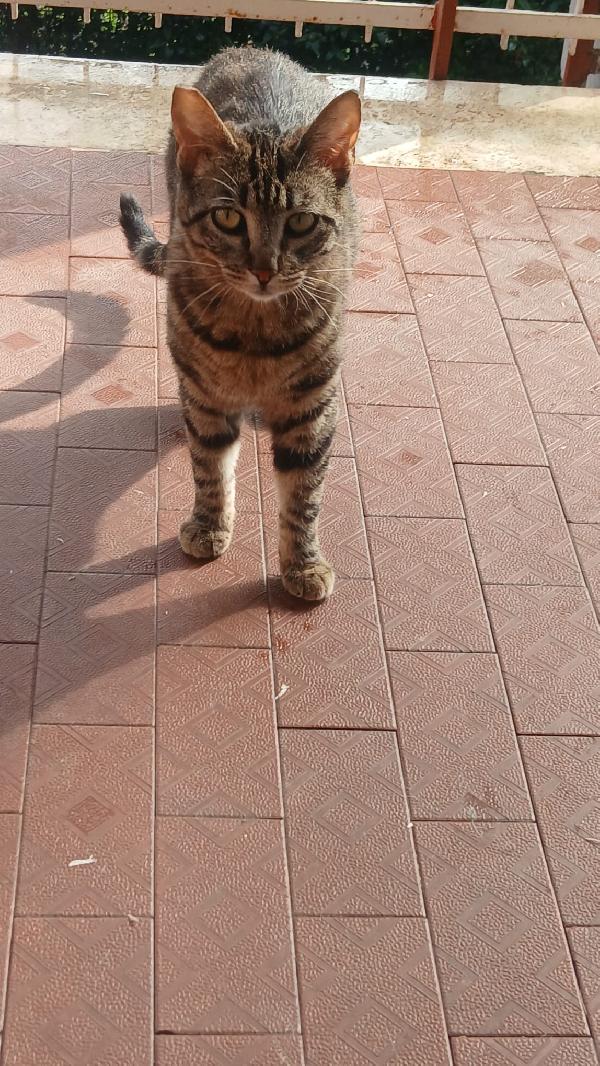 CAIO: MICIO DI 10 MESI CERCA FAMIGLIA Foto 2