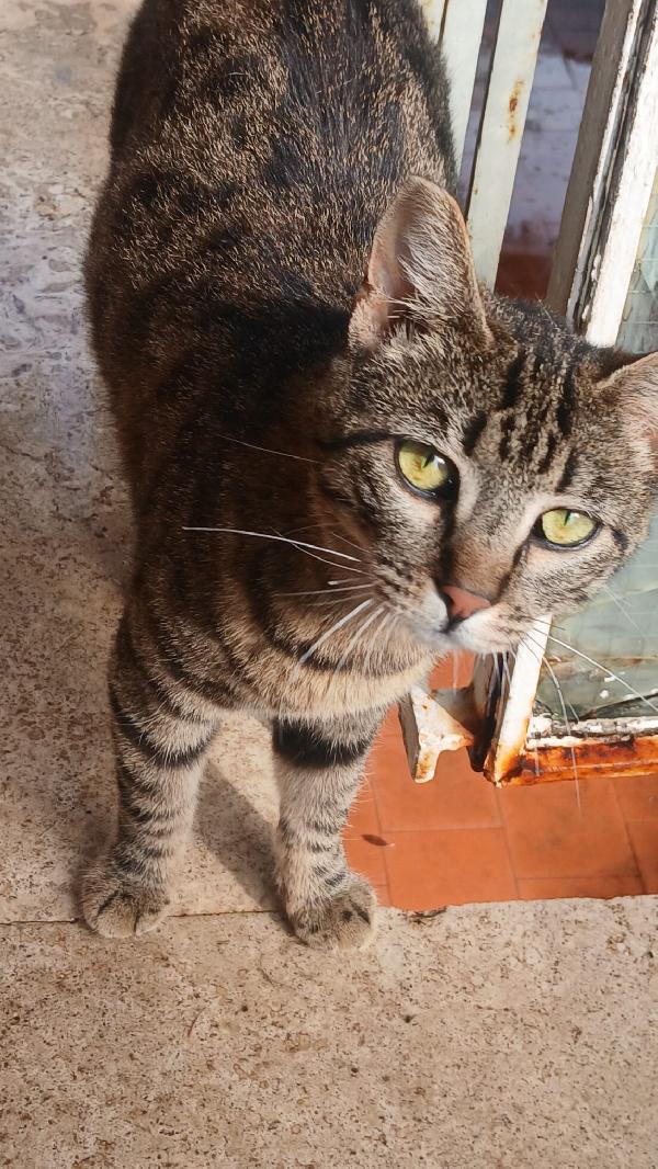 CAIO: MICIO DI 10 MESI CERCA FAMIGLIA Foto 3