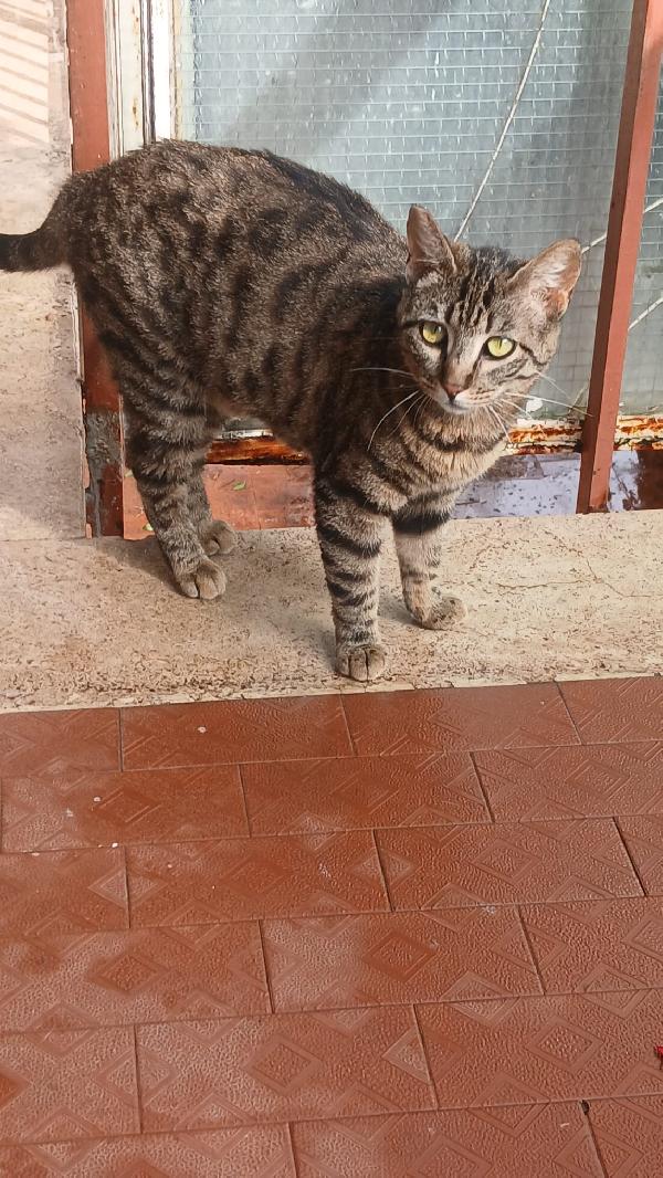 CAIO: MICIO DI 10 MESI CERCA FAMIGLIA Foto 4