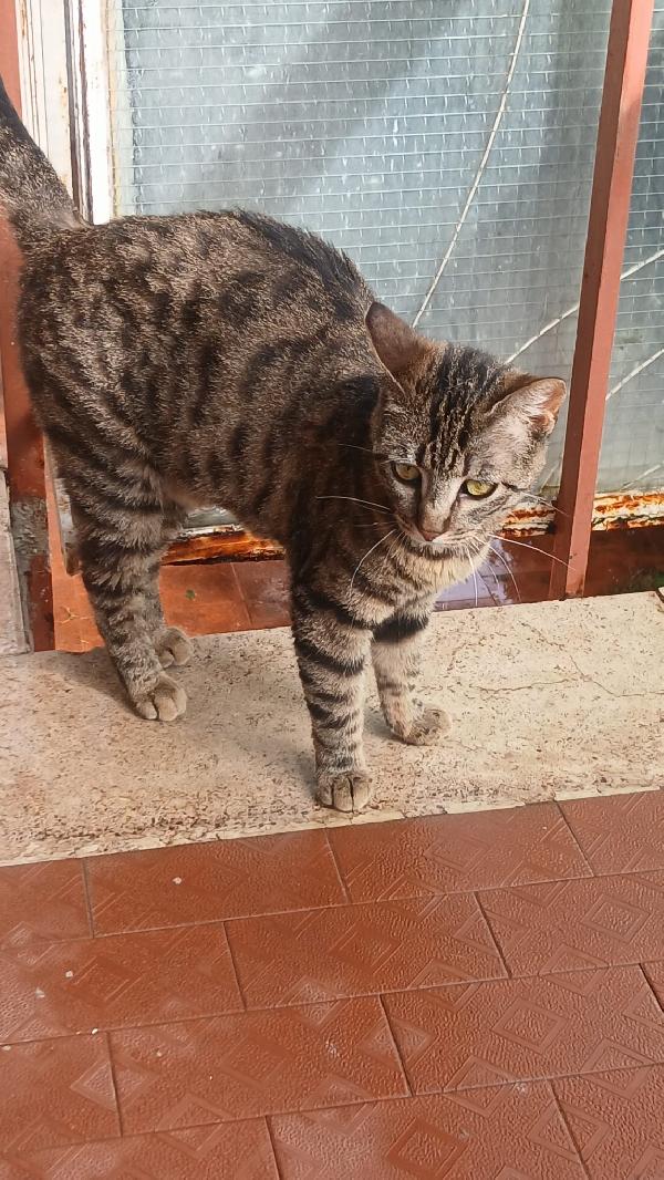 CAIO: MICIO DI 10 MESI CERCA FAMIGLIA Foto 7