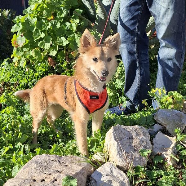 Milly Creca Famiglia. Info Adozione Monica 3890238584