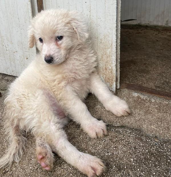 LA TENERA FREYA Foto 7