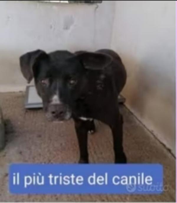 Aston Molossino 4Anni Il+Triste Del Canile! Calabria