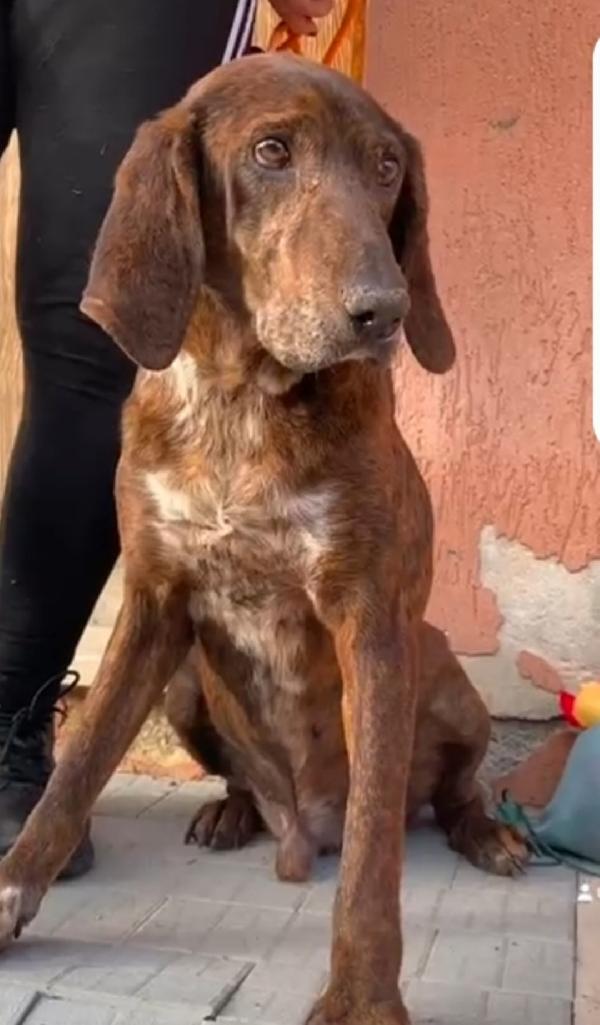 Segugio Maremmano 5Anni Kg18 Messina Sos 