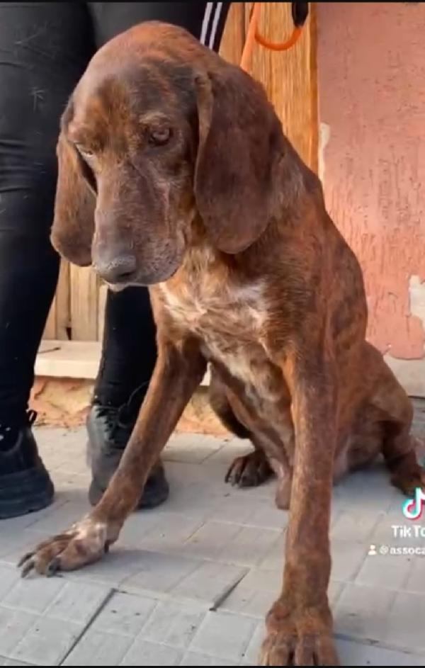 Segugio maremmano 5anni kg18 MESSINA SOS  Foto 2