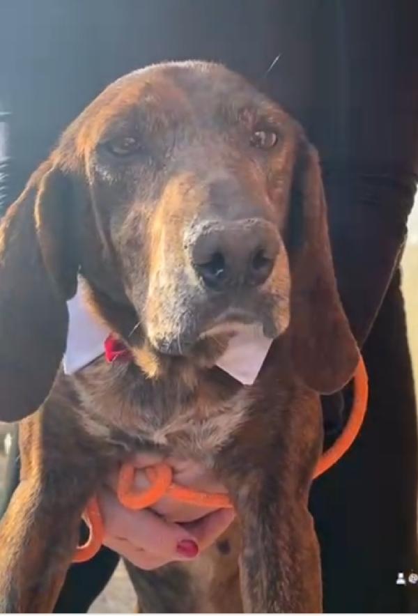 Segugio maremmano 5anni kg18 MESSINA SOS  Foto 3