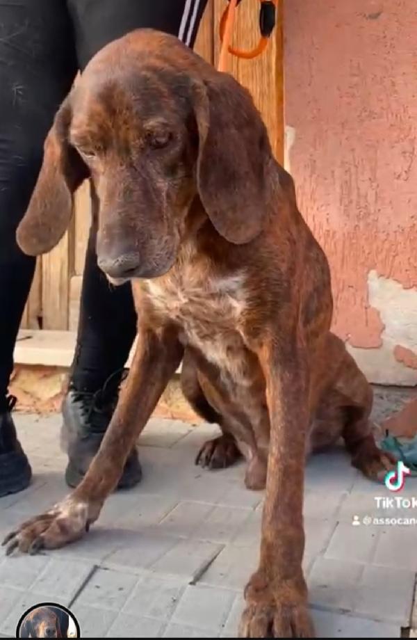 Segugio maremmano 5anni kg18 MESSINA SOS  Foto 5