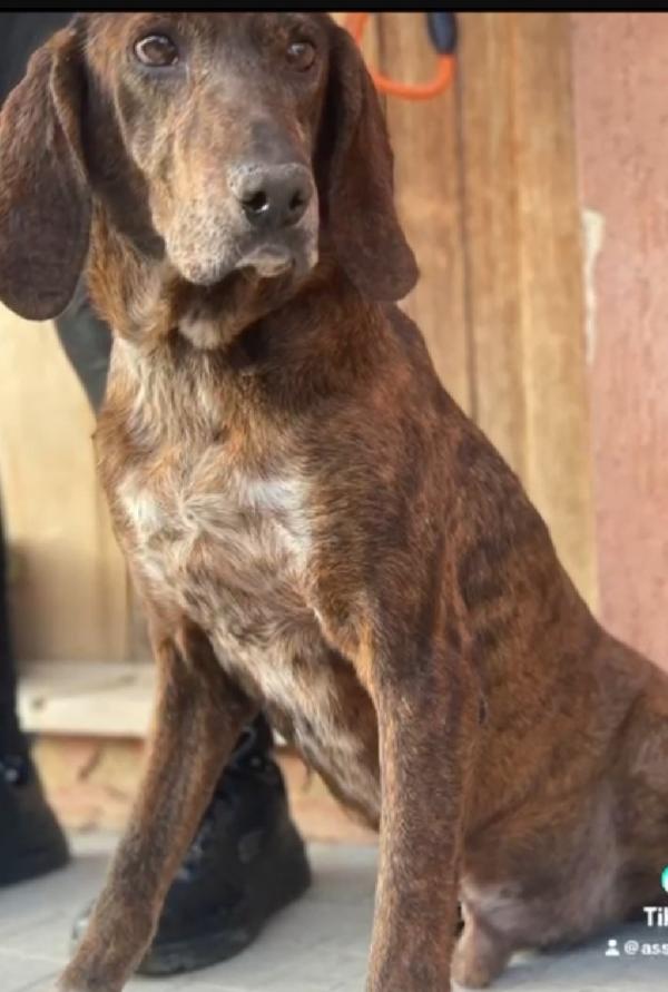 Segugio maremmano 5anni kg18 MESSINA SOS  Foto 7