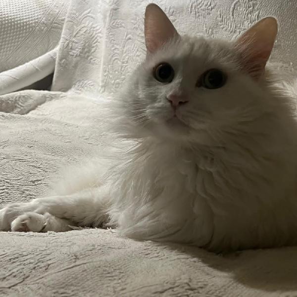 COOKI: MICIA BIANCA A PELO LUNGO 5 ANNI CERCA FAMIGLIA  Foto 2