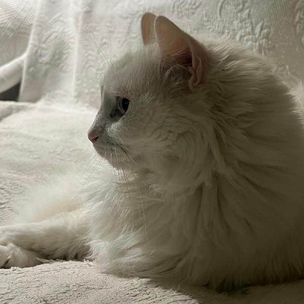 COOKI: MICIA BIANCA A PELO LUNGO 5 ANNI CERCA FAMIGLIA  Foto 3