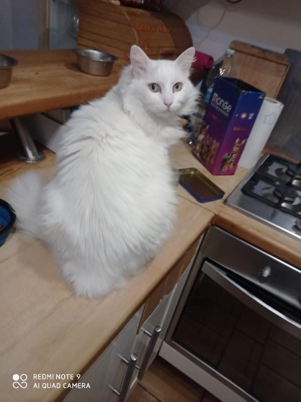 COOKI: MICIA BIANCA A PELO LUNGO 5 ANNI CERCA FAMIGLIA  Foto 4