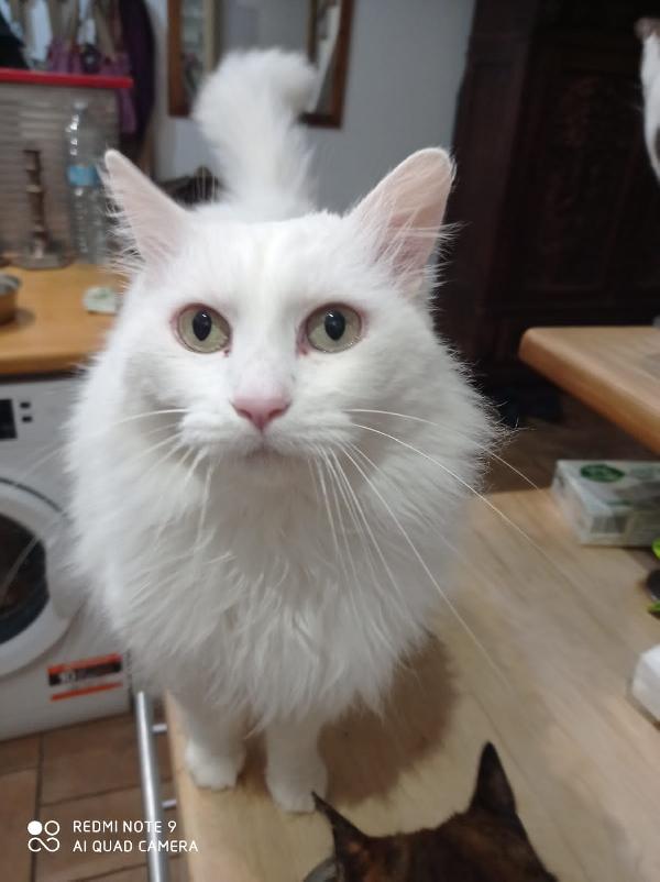 COOKI: MICIA BIANCA A PELO LUNGO 5 ANNI CERCA FAMIGLIA  Foto 5