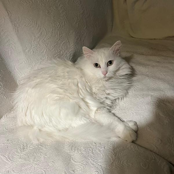 COOKI: MICIA BIANCA A PELO LUNGO 5 ANNI CERCA FAMIGLIA  Foto 6