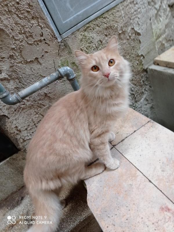 Tinka: Micia Cipria A Pelo Lungo Di 6 Anni Cerca Famiglia