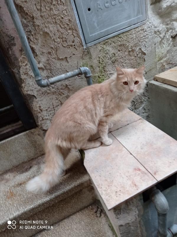 TINKA: MICIA CIPRIA A PELO LUNGO DI 6 ANNI CERCA FAMIGLIA Foto 2