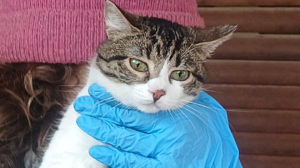 Leopolda: Micia Di 10 Mesi Cerca Famiglia 