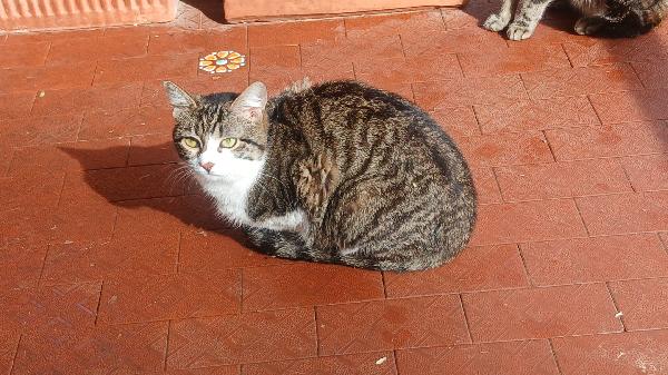 LEOPOLDA: MICIA DI 10 MESI CERCA FAMIGLIA  Foto 2