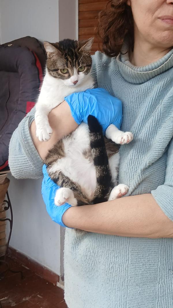 LEOPOLDA: MICIA DI 10 MESI CERCA FAMIGLIA  Foto 4