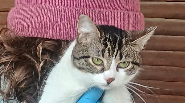 LEOPOLDA: MICIA DI 10 MESI CERCA FAMIGLIA  Foto 5