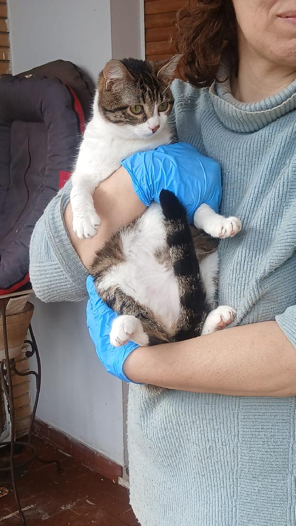 LEOPOLDA: MICIA DI 10 MESI CERCA FAMIGLIA  Foto 6